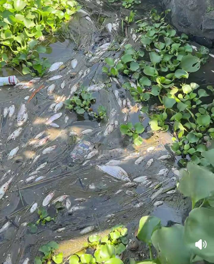 Ikan mati disungai
