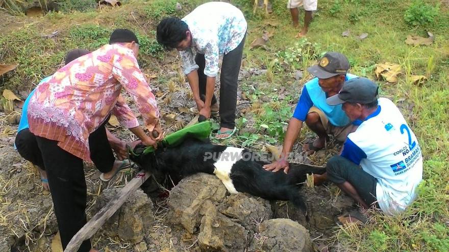 Menyembelih kambing