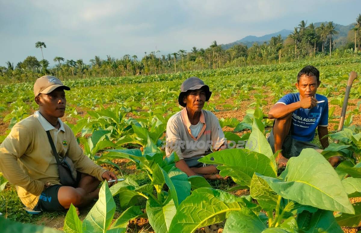 Petani tembakau di Desa Karangmulyo