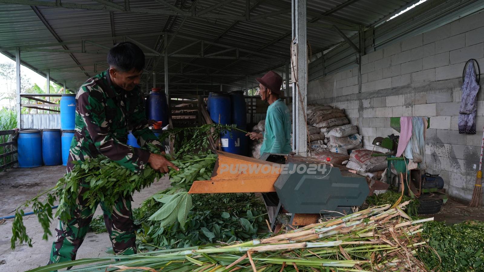 Belajar membuat pakan ternak