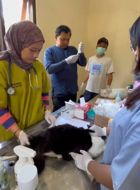 Petugas saat mensteril salah satu kucing di kegiatan baksos steril Puskeswan Purwodadi, Rabu (22/7/2026).