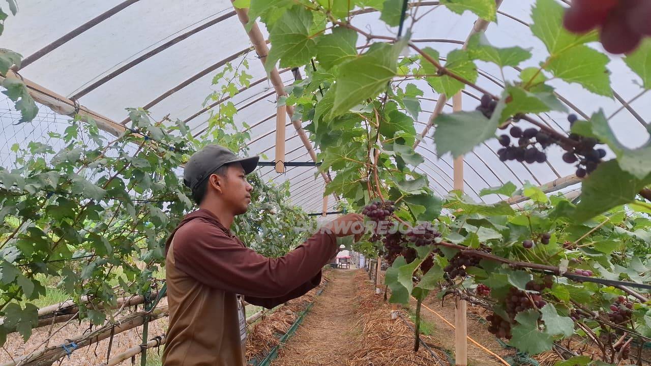 Di kebun anggur