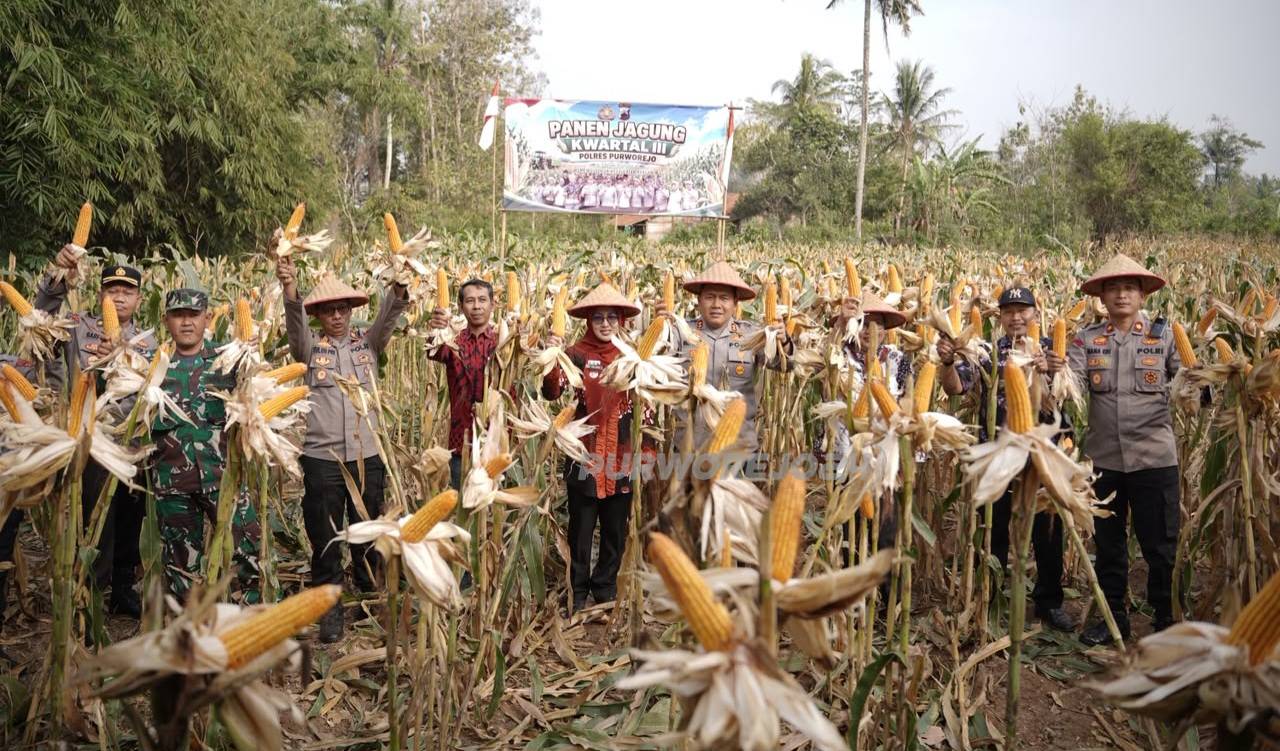 Panen jagung