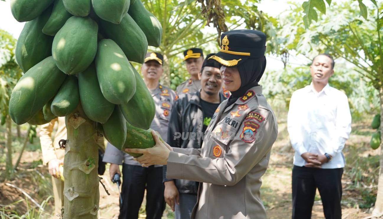 Panen raya pepaya